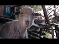 How Its Made Sukwa Saddle Blankets