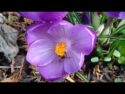 5/2020# Przedwiośnie 2020 w pasiece. Kwitnące krokusy i ścieśnianie gniazd.