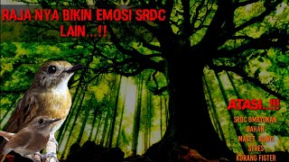 Download lagu TERAPI SRDC AGAR CEPAT BUNYI dan masteran durasi panjang ful isian tembakan rapat ,jamin cepat nyaut mp3 Download lagu TERAPI SRDC AGAR CEPAT BUNYI dan masteran durasi panjang ful isian tembakan rapat ,jamin cepat nyaut mp3