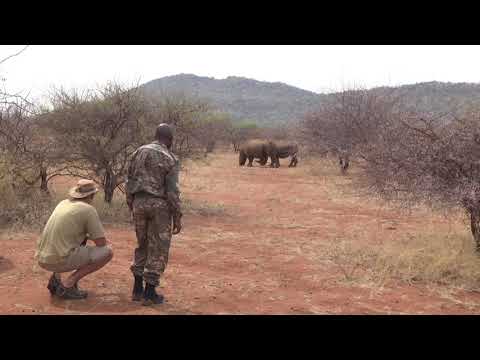 Anti-poaching team with two protected White Rhinos nearby