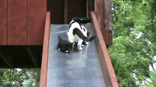 Kittens on a Slide