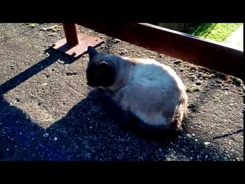 Još malo Đoleta u proleće