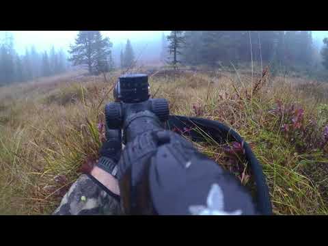 Elgjakt i Troll-skog 2017 - Moosehunt with Dog