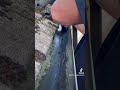 Using the gutter vacuum to clear this gutter #brighton #guttercleaning #gutters