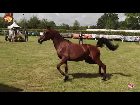 N 79 AF BRYCO   2020 ELRAN ARABIAN CUP   Liberty Class 18