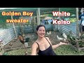 White Kelso and Golden boy Sweater Update!