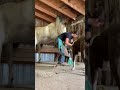 11 7 20 Being Pooped On By A Horse