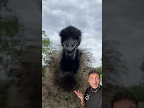 The Emu is built different