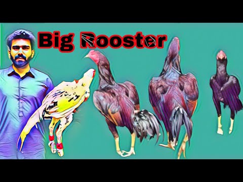 Big Rooster 🐓Top 10 Most Beautiful Chickens In The World