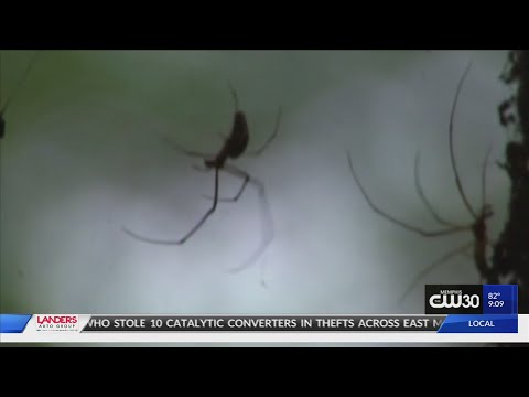 Brown recluse spider bites woman, causes medical nightmare