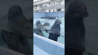 ドルフィンリゾート②(1)