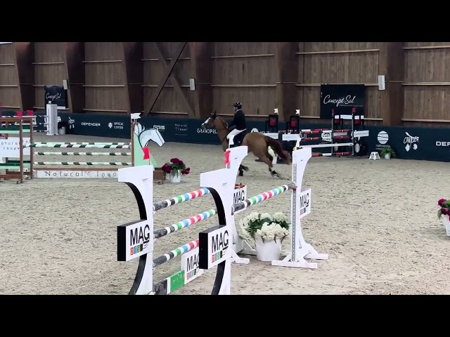 Hongre SF de 9 ans pour AM &eacute;lite