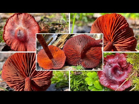 Blutroter Hautkopf, Kirschroter Hautkopf, Bluthautkopf, Cortinarius sanguineus | Pilzportrait