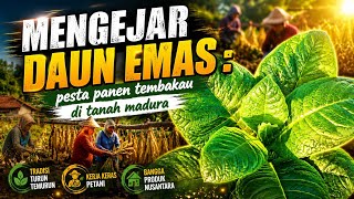 Download lagu MENGEJAR DAUN EMAS | Pesta Panen Tembakau di Tanah Madura mp3