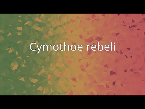 Cymothoe rebeli