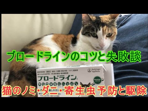 猫の駆虫方法