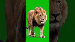 Download lagu Real Lion Walking Green Screen Effect #animals #lion #greenscreen #chromakey #vfx #king mp3 Download lagu Real Lion Walking Green Screen Effect #animals #lion #greenscreen #chromakey #vfx #king mp3