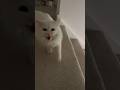 Even With The Door Open The King Screams For His Servants To Pay Their Respects Funnycats