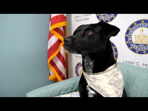 Purina Presents: Meet Murphy in Pet of the Week - YouTube