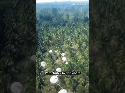 PARACHUTER 14 000 chats pour SAUVER une île !