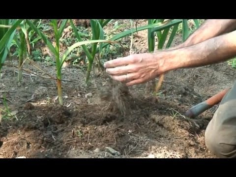 Harvesting, curing and storing garlic