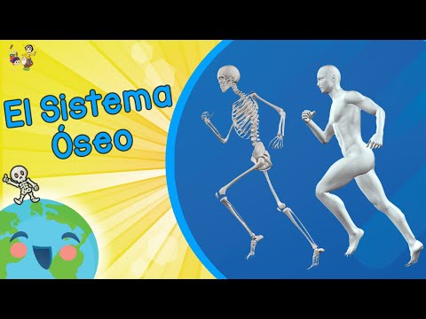El Sistema Óseo (Videos Educativos para Niños)