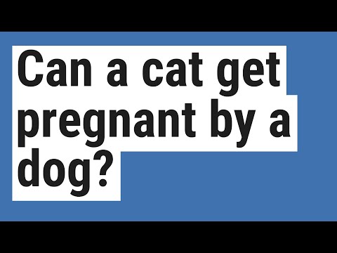 Can a cat get pregnant by a dog?
