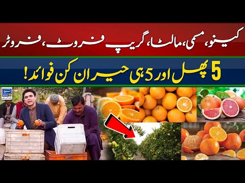 Health Benefit of different citrus fruits | Kissan Kay Naam | EP 48 | Suno news HD