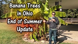How Big My Banana Trees Got This Year and Why (Musa Basjoo)
