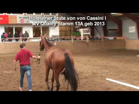 Holsteiner Bezirksprämienstute von Cassini I