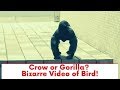 Crow Or Gorilla Bizarre Video Of Bird Leaves Netizens Perplexed