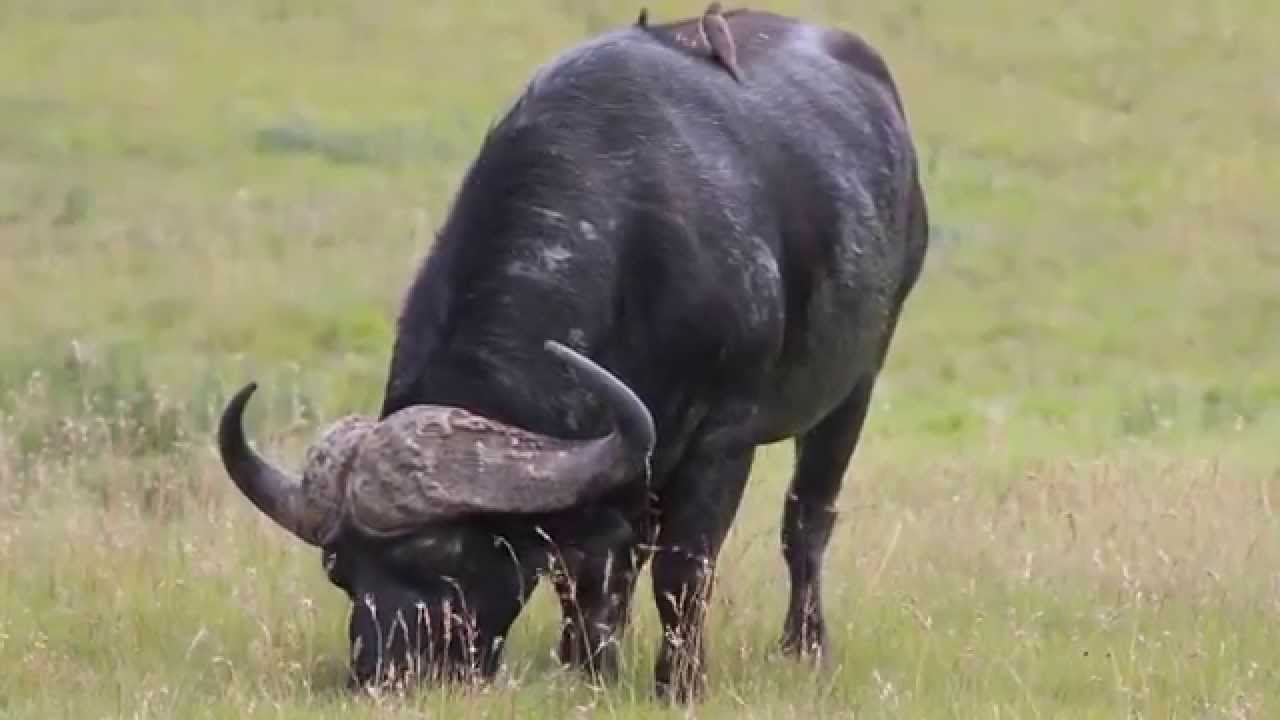 Amakhala Game Reserve - Safari Lodge