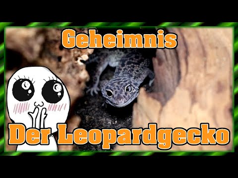 The secret leopard gecko (Eublepharis macularius) | Setting up a terrarium