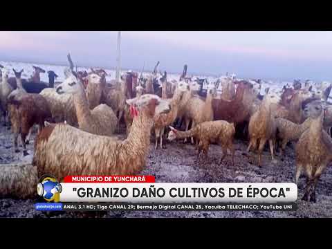 YUNCHARÁ SUFRE 2 GRANIZADAS DESTRUCTIVAS EN MENOS DE UN MES