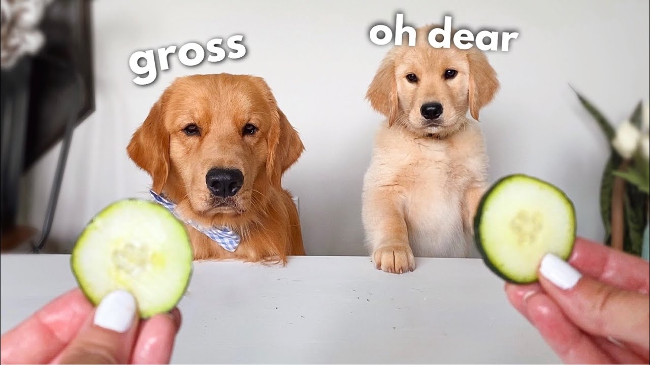 YouTube video preview