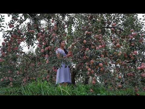 Kochen Sie Äpfel in 4 verschiedenen Farben! Rot, Rosa, Grün und Weiß!