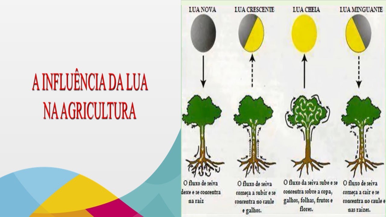 A INFLUÈNCIA DA LUA NA AGRICULTURA E NA PECUÁRIA