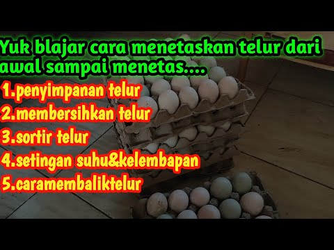 , title : 'cara menetaskan telur bebek menggunakan mesin tetas manual dari awal sampai ahir👍'