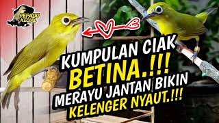 Download lagu Kumpulan Ciak BETINA Kecial Kuning Ampuh MERAYU JANTAN Bikin KELENGER NYAUT‼️| PEPADU KECIAL mp3