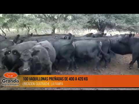 Venta Directa - 100 vaquillonas preñadas de 400 a 420 Kg