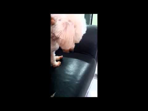 7 May 2013- Gizmo's Head Massage