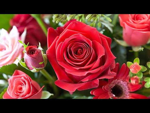 "Most Beautiful Flowers in the World 🌸 4K Garden Tour | Amazing Nature Flowers Compilation