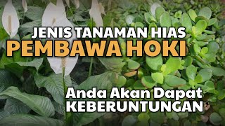 Download lagu 14 Tanaman Hias Pembawa hoki Keberuntungan, Tanaman Penarik Rezeki Dan Keberuntungan mp3