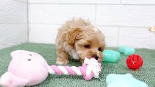 ハーフ犬の動画01