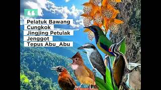 Download lagu MASTERAN AUDIO JERNIH‼️5 in 1 Pelatuk Bawang, Cungkok, Jingjing Petulak, Jenggot, Tepus Abu-abu mp3