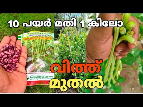 പയർ കൃഷി ✅️ശരിയായ രീതി /payar krishi malayalam