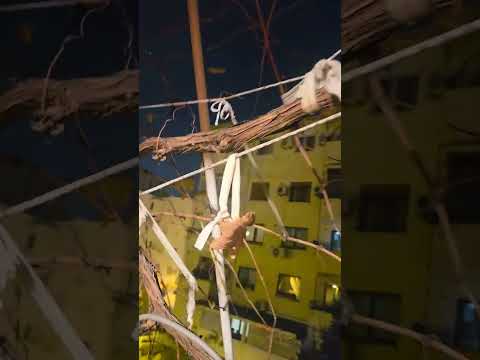 10 minutes: Happy New Year 2026 at Don Bosco in Tirana with fireworks!