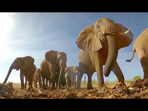 Grieving elephants – little Kadago visits his mother’s remains