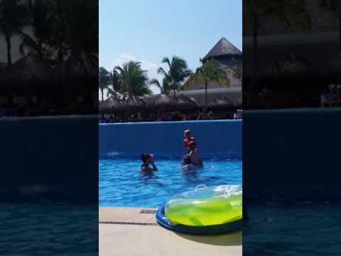 Mexico chicken fight