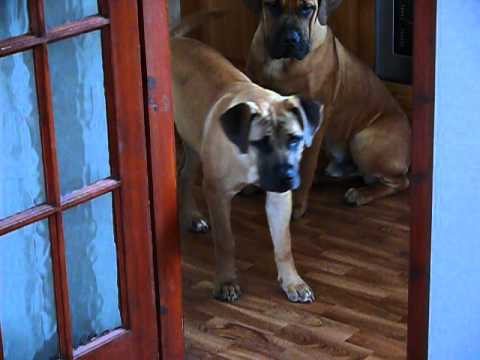 Jucha i Benek Boerboel's + intruz w domu ! ! ! ! ! ! !